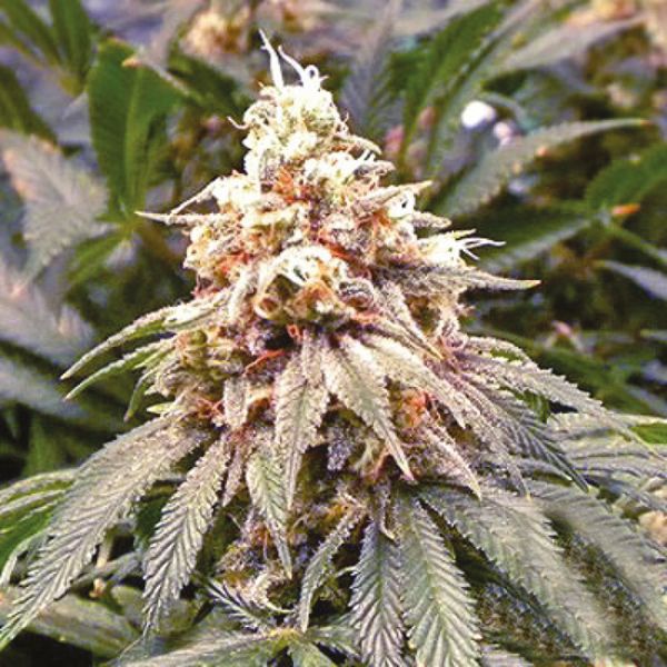 Northern Lights x Skunk Fem