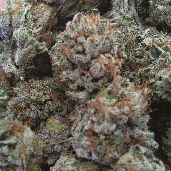 MK Ultra Fem MK Ultra Fem