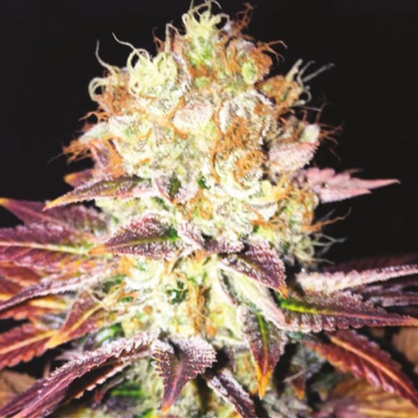 Oregon Peach Fem Oregon Peach Fem