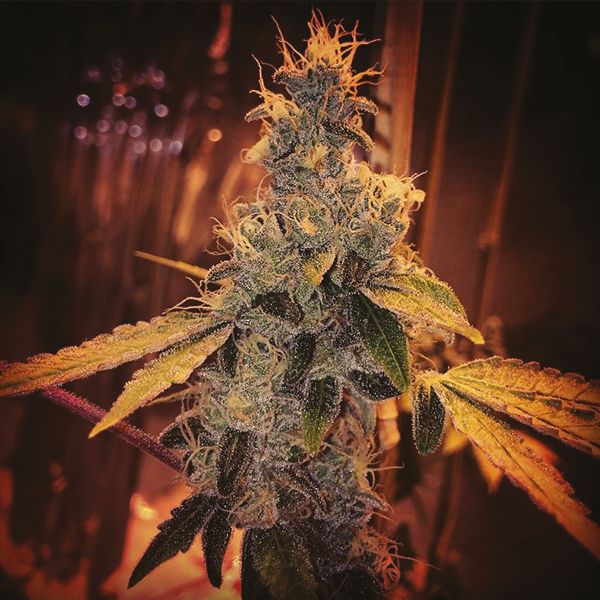 Skywalker x Girl Scout Cookies Fem