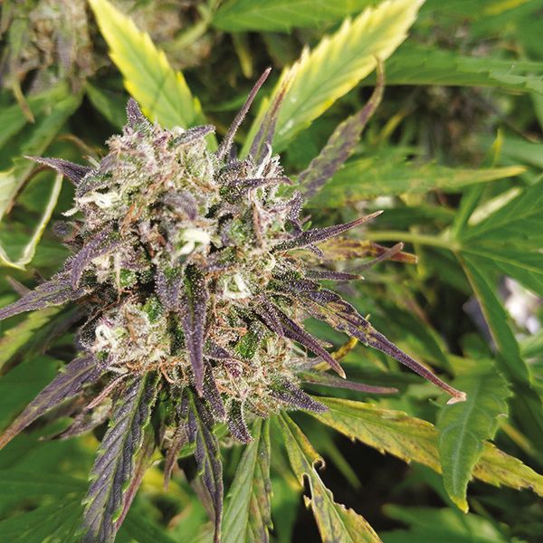 Purple Kush x White Russian Fem Purple Kush x White Russian Fem