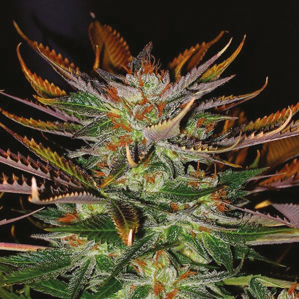 Kosher Kush x Tangerine Fem