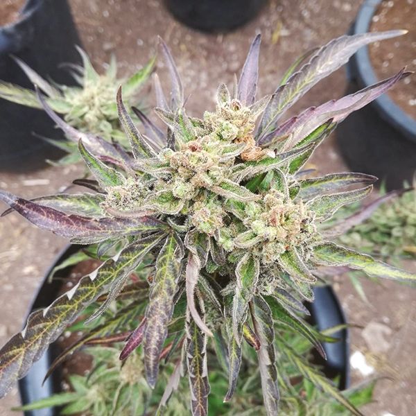 Auto Big Devil Fem Auto Big Devil Fem