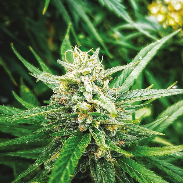 White Widow_1 