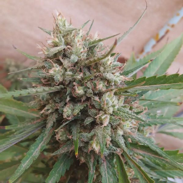 Girl Scout Cookies x Kush Fem Girl Scout Cookies x Kush Fem