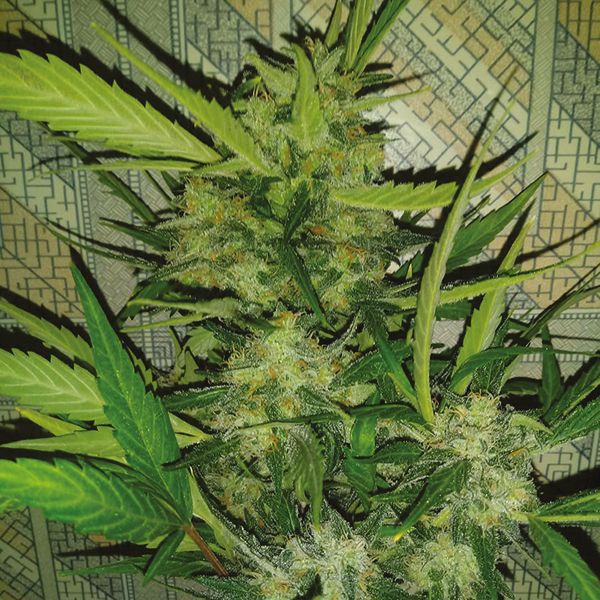 Auto Moby Dick Fem Auto Moby Dick Fem