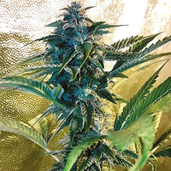 Purple Kush x Mazar Fem Purple Kush x Mazar Fem