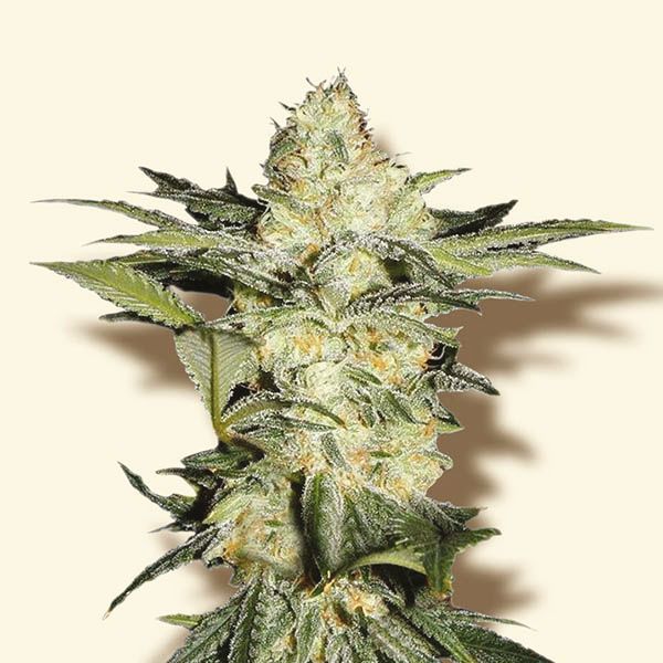 Auto Afghan Fem Auto Afghan Fem