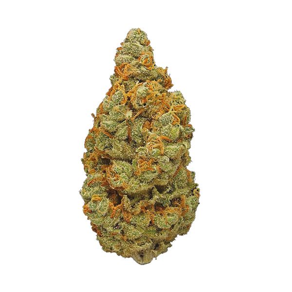 Buy CBD Mexican Gold Strain Seeds in the USA 