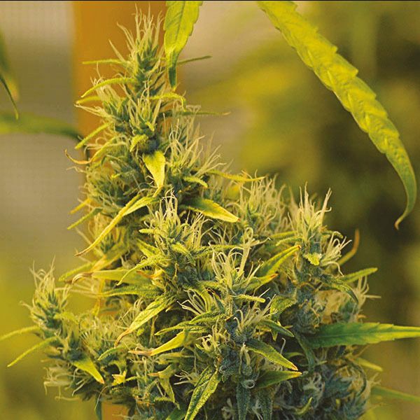 CBD Mango Marijuana Seeds 