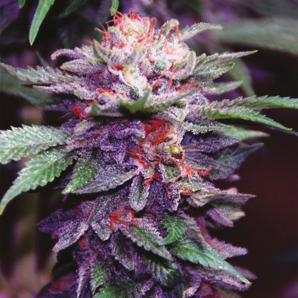 Purple Haze Fem Purple Haze Fem