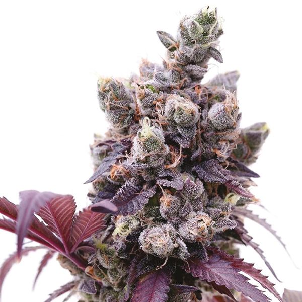 Purple Gelato Seeds 