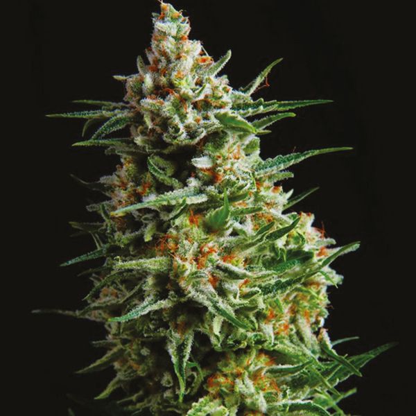 Auto Super Skunk Fem Auto Super Skunk Fem