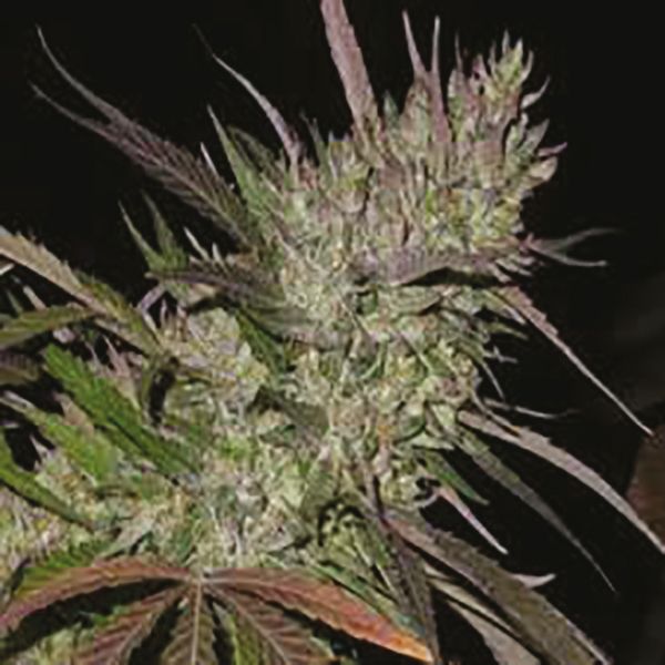 Buy Pure Indica Seeds for sale in USA 
