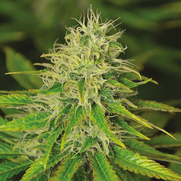 Auto Amnesia Haze Fem