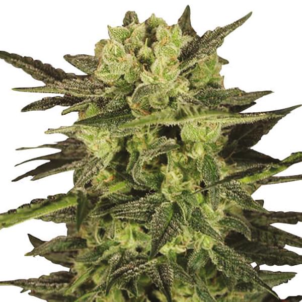 Buy MK Ultra Strain Seeds Online USA 