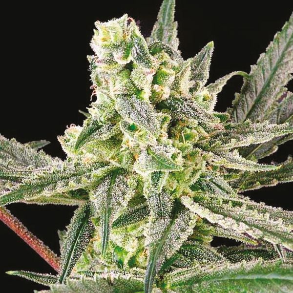 Blueberry Badazz OG Fem