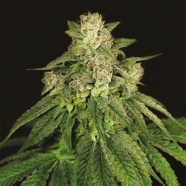 Buy Bruce Banner x Mochalope Seeds for sale 