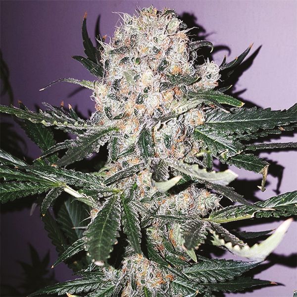 Buy Black Domina x Scott's OG Seeds USA 
