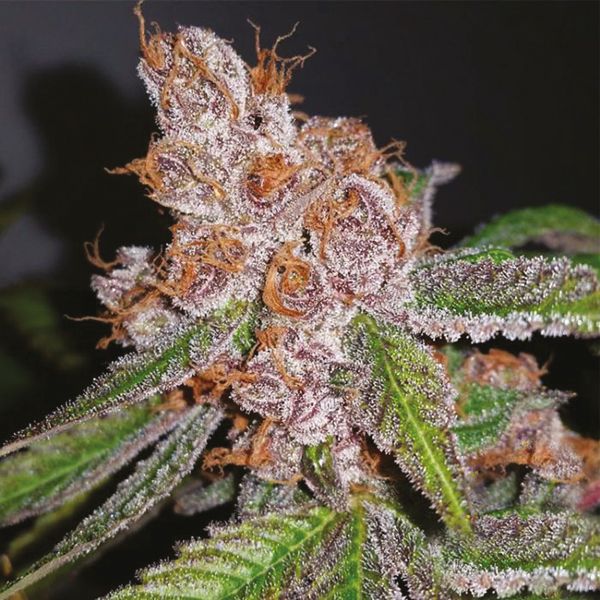 Purple Urkle Fem Purple Urkle Fem