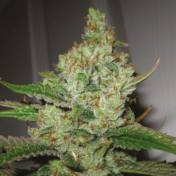 Super Lemon Haze Fem