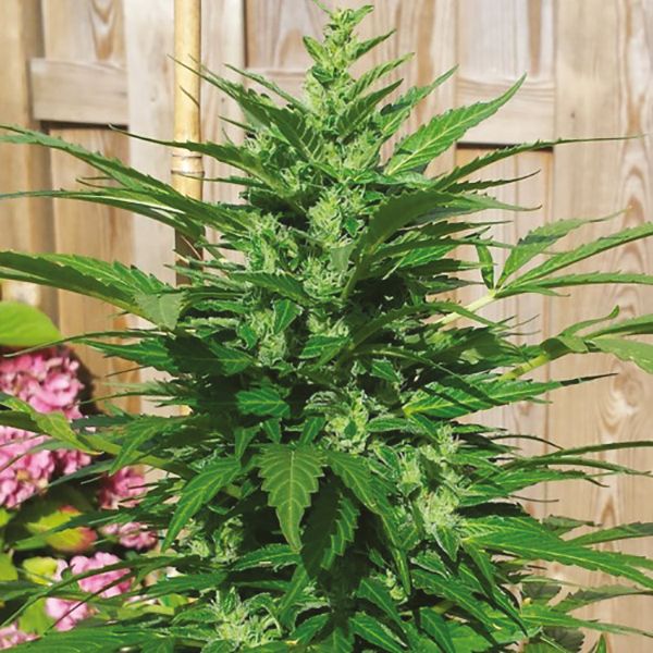 Auto Big Devil Fem Auto Big Devil Fem