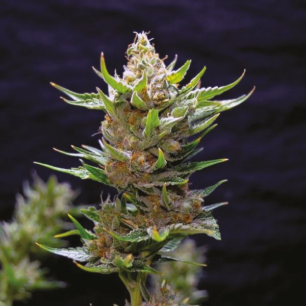 Snow Cookies Strain 