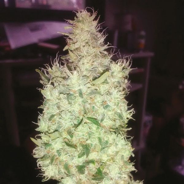 Early Skunk x Rosetta Stone Fem Early Skunk x Rosetta Stone Fem
