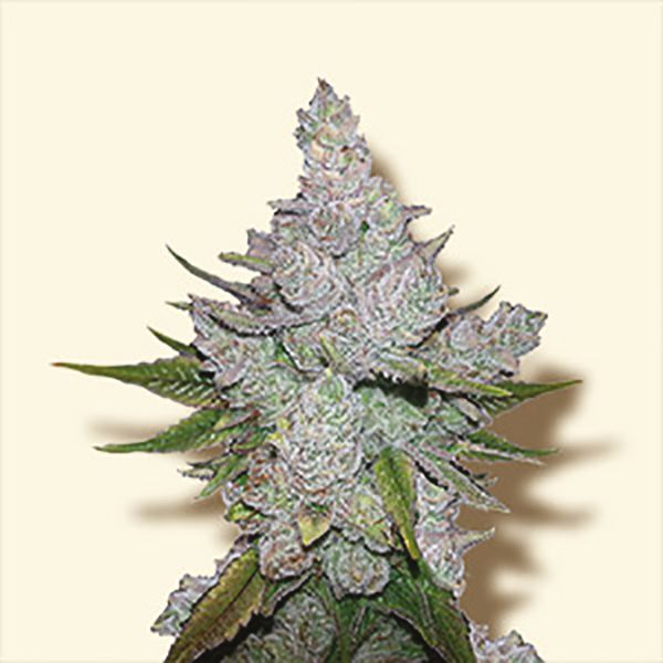 Cream Autoflower USA 
