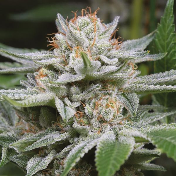 Hindu Kush Reg Hindu Kush Reg