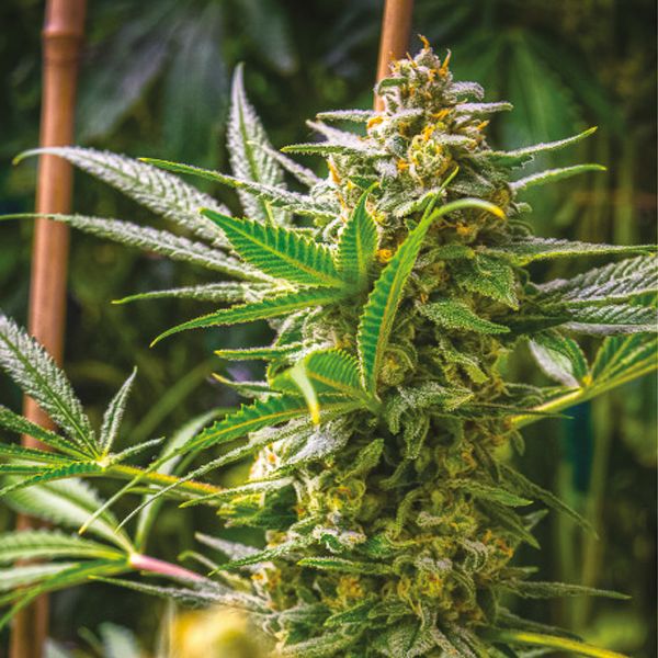 Buy Early Skunk Rosetta Stone Strain Seeds in the USA 