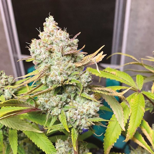 Zkittlez Fem Zkittlez Fem
