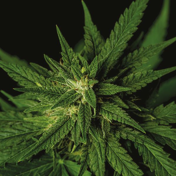 Bubba Kush Fem Bubba Kush Fem