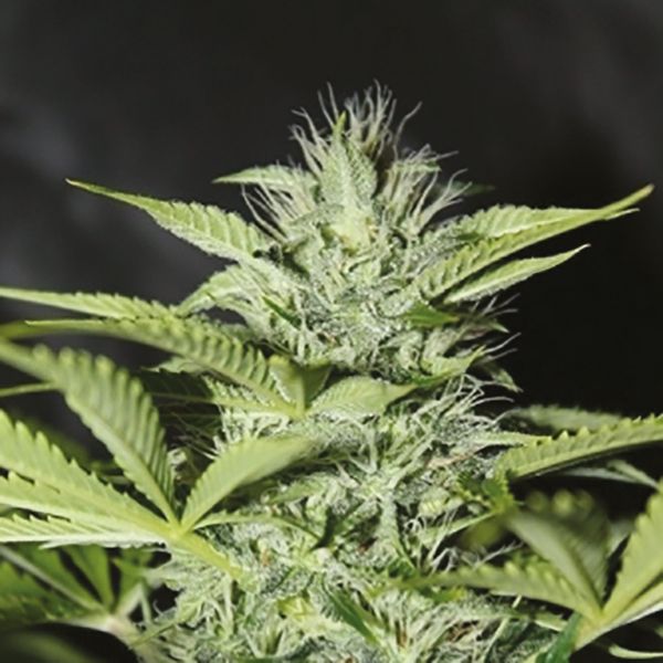 Sweet Tooth Auto 