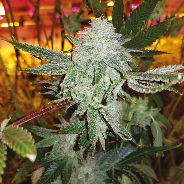 Zkittlez Fem Zkittlez Fem