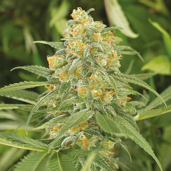 Cannatonic Feminized Seeds For Sale