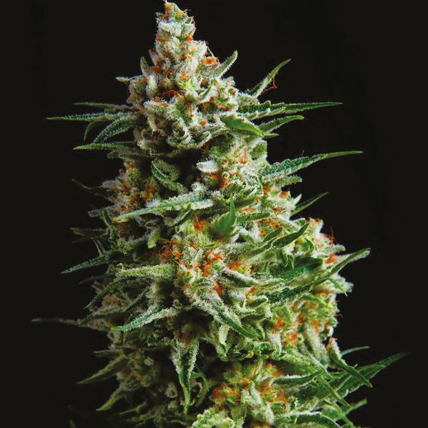 Super Skunk Fem Super Skunk Fem