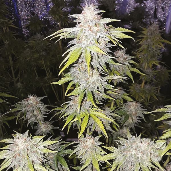 Cinderella99 x Lemon Pie Fem Cinderella99 x Lemon Pie Fem