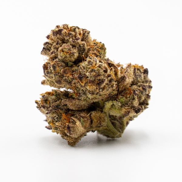 Sugar Black Rose Fem