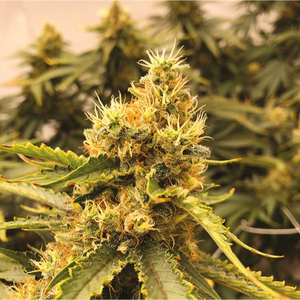 Sour Lemon Fem Sour Lemon Fem