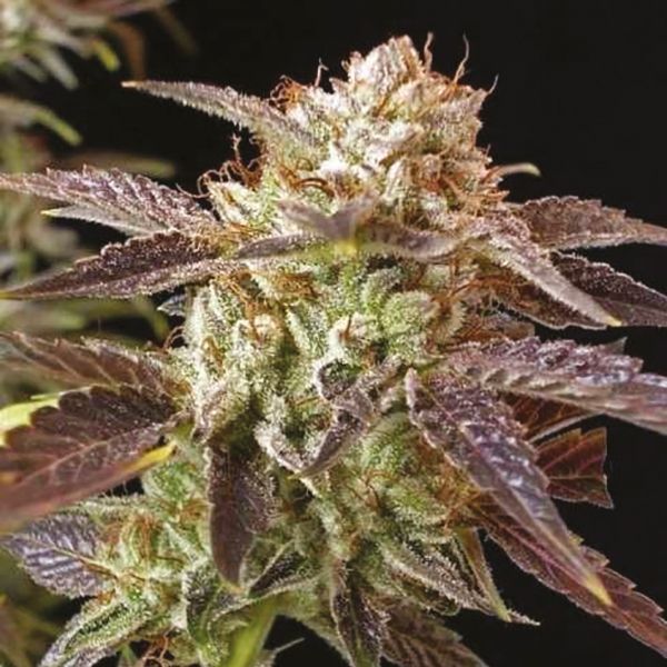 Master Kush Fem Master Kush Fem