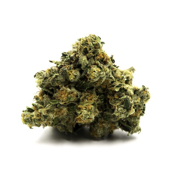 Auto Northern Lights x Cream Fem Auto Northern Lights x Cream Fem