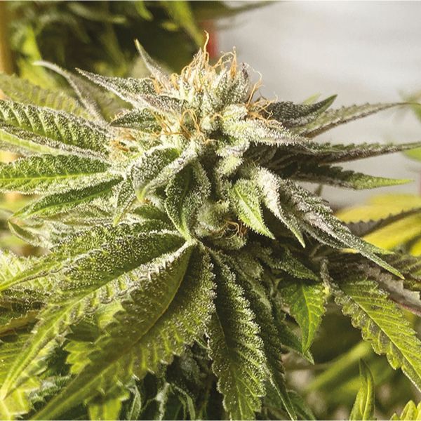 Wedding Cake Strain 