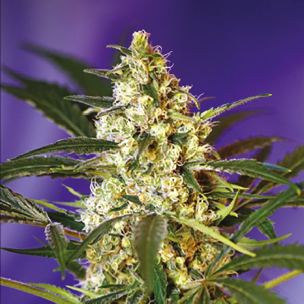 Big Bud Fast Fem Big Bud Fast Fem