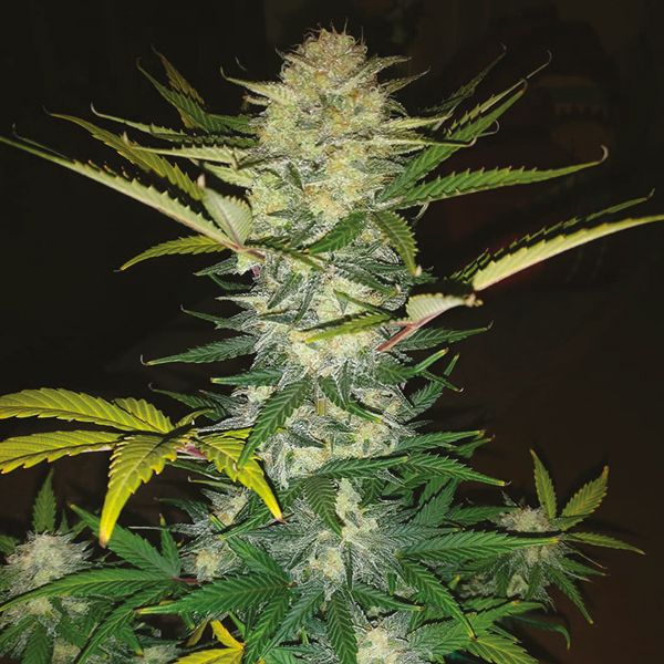 Auto Blue Amnesia Fem Auto Blue Amnesia Fem