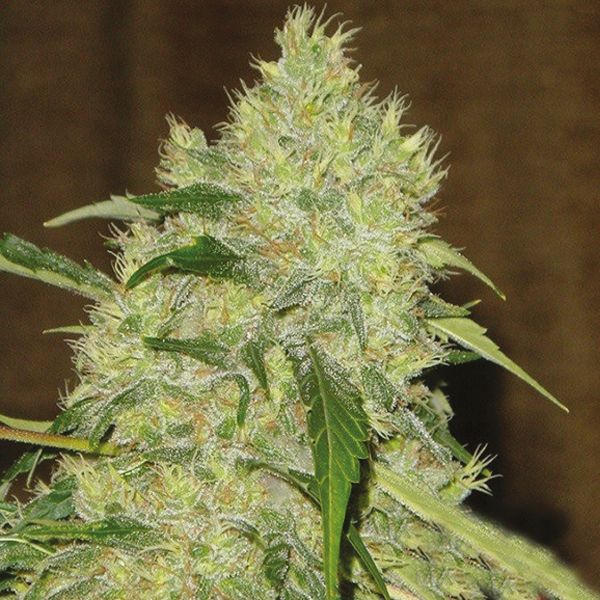 Bubblegum x Haze Fem