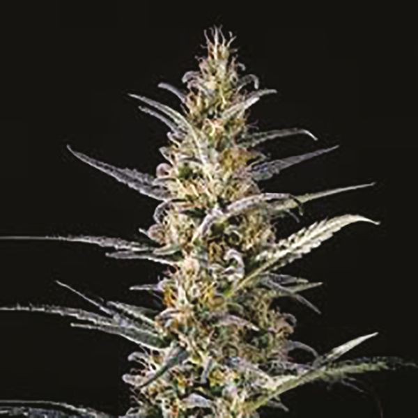 CBD Shiskaberry x Candida 1 to 2 Fem CBD Shiskaberry x Candida 1 to 2 Fem