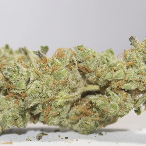 Buy Cement Shooz Strain Seeds Online 