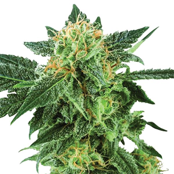 American Haze weed Seeds 