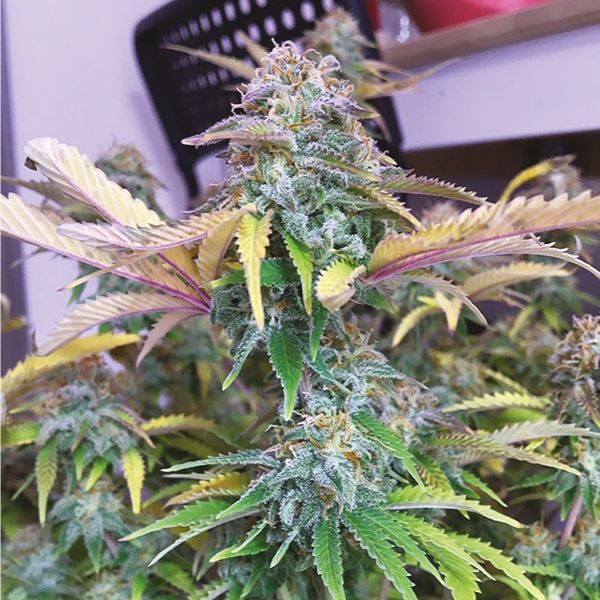 White Widow x AK47 Fast Fem White Widow x AK47 Fast Fem